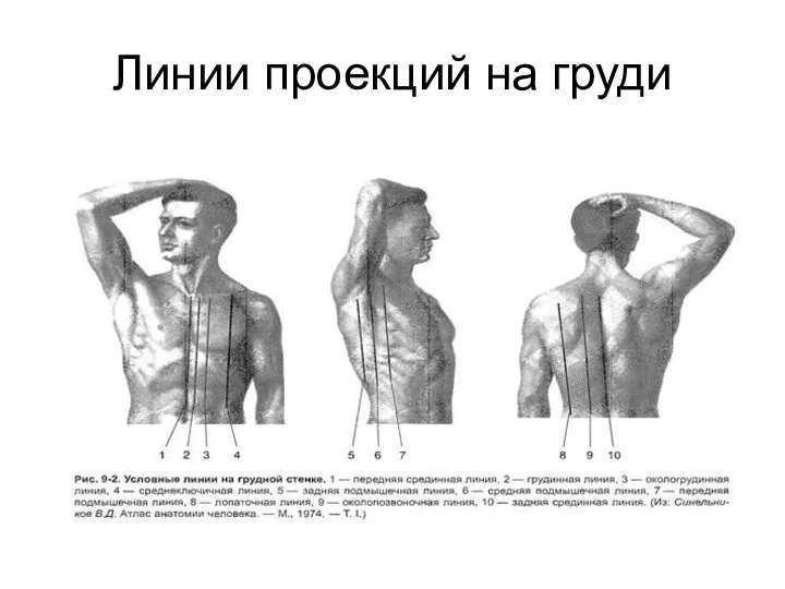 Линии проекций на груди