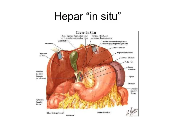 Hepar “in situ”