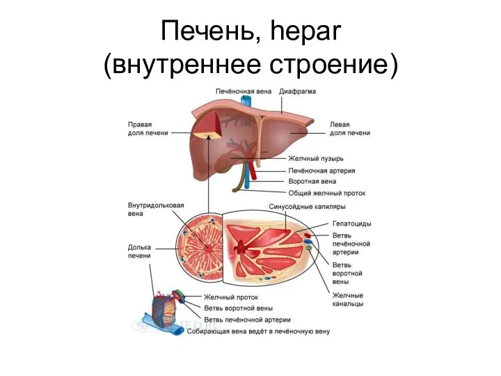 Печень, hepar (внутреннее строение)