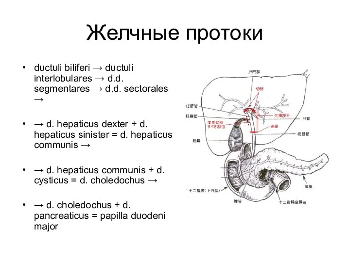 Желчные протоки ductuli biliferi → ductuli interlobulares → d.d. segmentares →