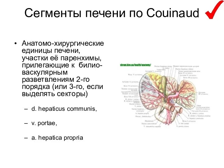 Сегменты печени по Couinaud Анатомо-хирургические единицы печени, участки её паренхимы, прилегающие