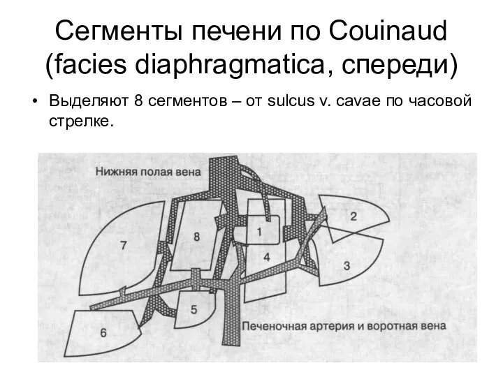 Сегменты печени по Couinaud (facies diaphragmatica, спереди) Выделяют 8 сегментов –