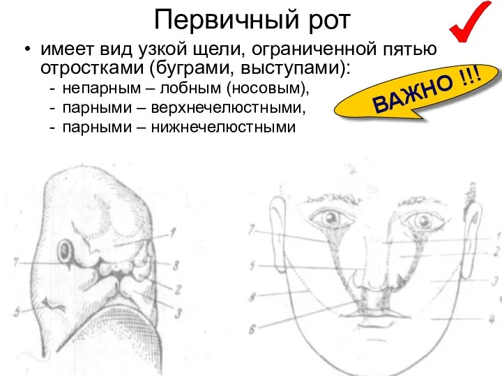 Первичный рот имеет вид узкой щели, ограниченной пятью отростками (буграми, выступами):