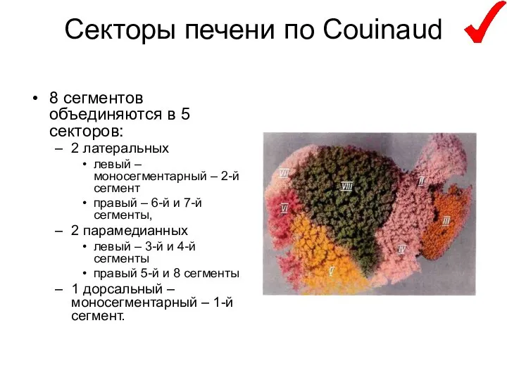 Секторы печени по Couinaud 8 сегментов объединяются в 5 секторов: 2