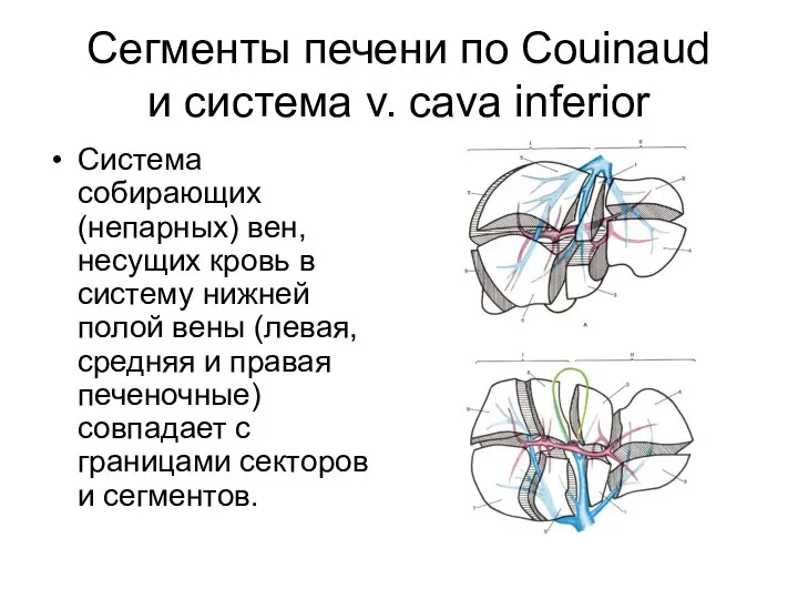 Сегменты печени по Couinaud и система v. cava inferior Система собирающих