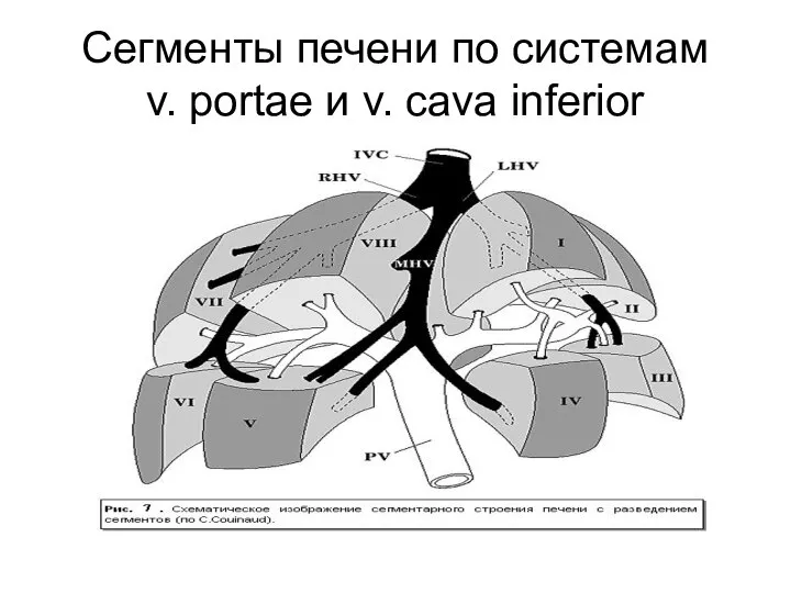 Сегменты печени по системам v. portae и v. cava inferior