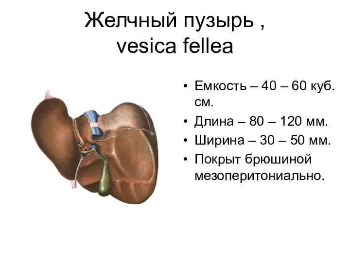 Желчный пузырь , vesica fellea Емкость – 40 – 60 куб.см.