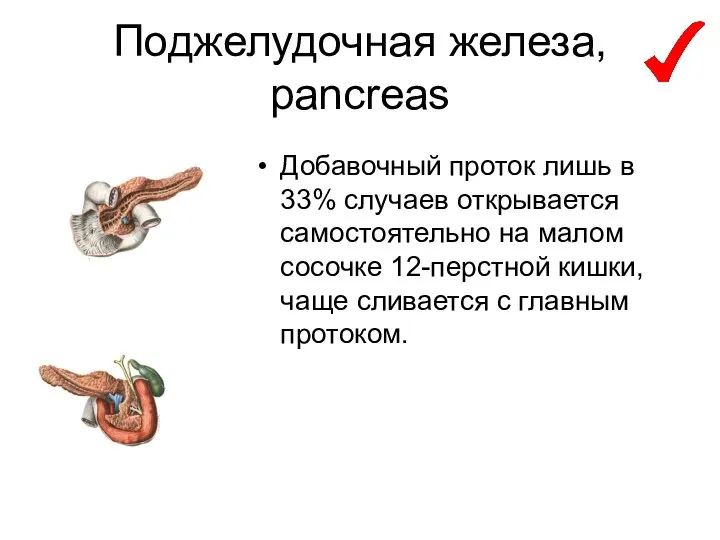 Поджелудочная железа, pancreas Добавочный проток лишь в 33% случаев открывается самостоятельно