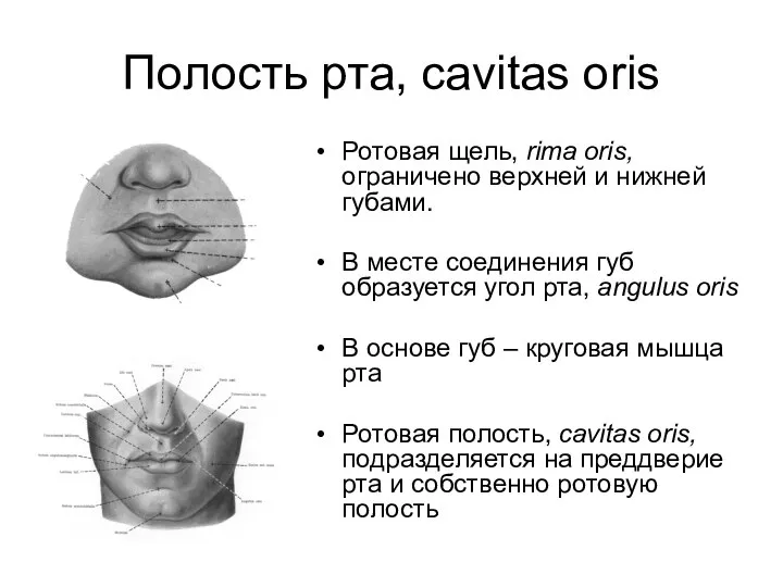 Полость рта, cavitas oris Ротовая щель, rima oris, ограничено верхней и