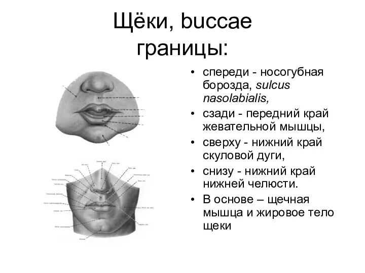 Щёки, buccae границы: спереди - носогубная борозда, sulcus nasolabialis, сзади -