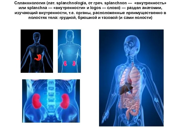 Спланхнология (лат. splanchnologia, от греч. splanchnon — «внутренность» или splanchna —