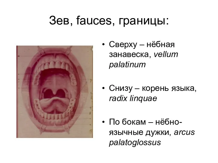 Зев, fauces, границы: Сверху – нёбная занавеска, vellum palatinum Снизу –