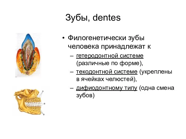 Зубы, dentes Филогенетически зубы человека принадлежат к гетеродонтной системе (различные по