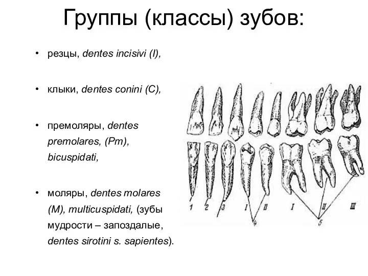 Группы (классы) зубов: резцы, dentes incisivi (I), клыки, dentes conini (C),