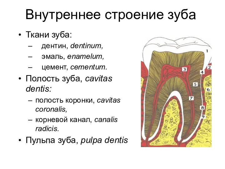 Внутреннее строение зуба Ткани зуба: дентин, dentinum, эмаль, enamelum, цемент, cementum.