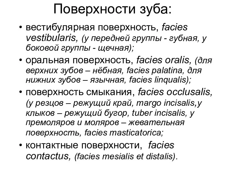 Поверхности зуба: вестибулярная поверхность, facies vestibularis, (у передней группы - губная,