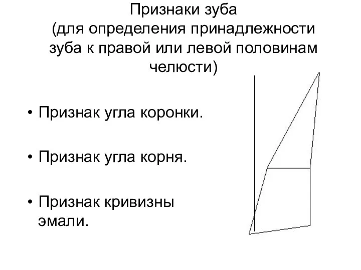 Признаки зуба (для определения принадлежности зуба к правой или левой половинам