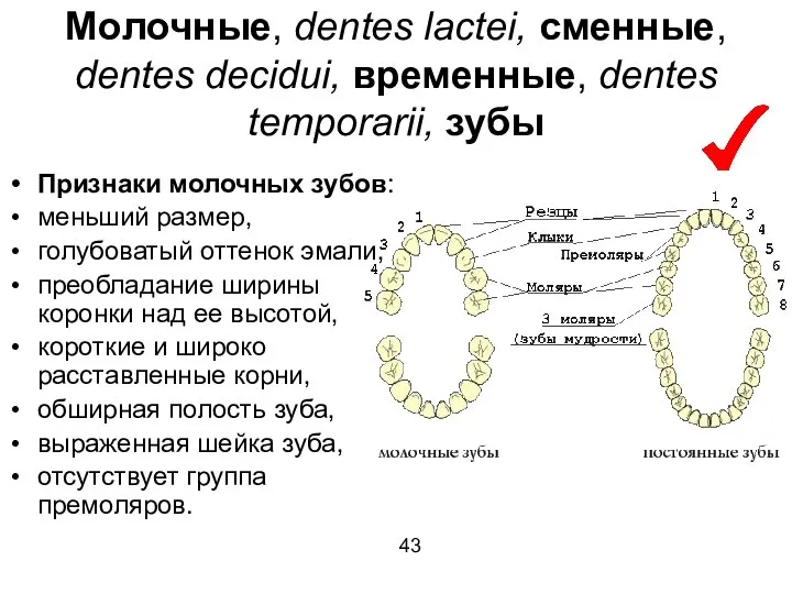 Молочные, dentes lactei, сменные, dentes decidui, временные, dentes temporarii, зубы Признаки