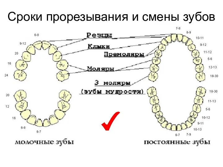 Сроки прорезывания и смены зубов