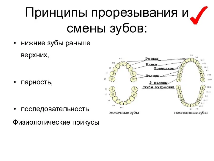 Принципы прорезывания и смены зубов: нижние зубы раньше верхних, парность, последовательность Физиологические прикусы