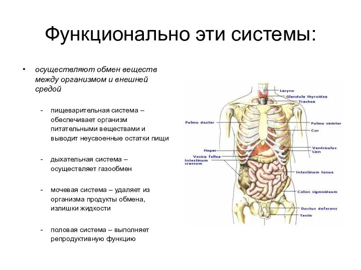 Функционально эти системы: осуществляют обмен веществ между организмом и внешней средой