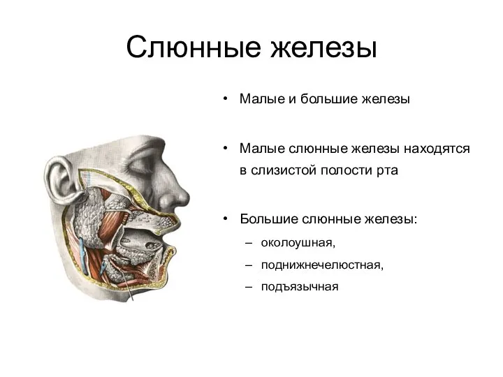 Слюнные железы Малые и большие железы Малые слюнные железы находятся в