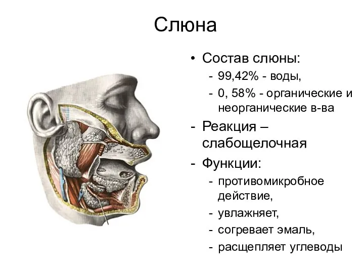 Слюна Состав слюны: 99,42% - воды, 0, 58% - органические и