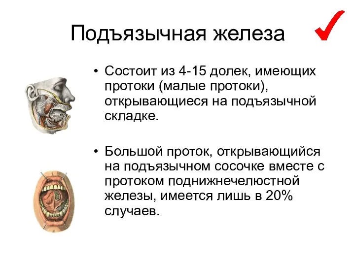 Подъязычная железа Состоит из 4-15 долек, имеющих протоки (малые протоки), открывающиеся