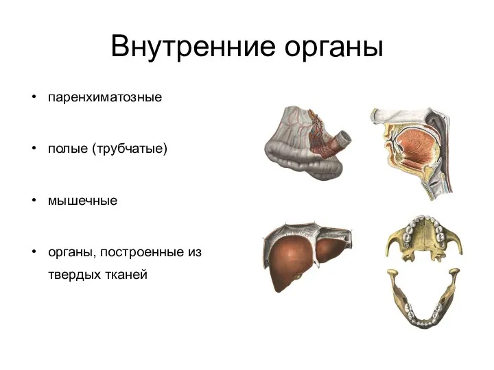 Внутренние органы паренхиматозные полые (трубчатые) мышечные органы, построенные из твердых тканей