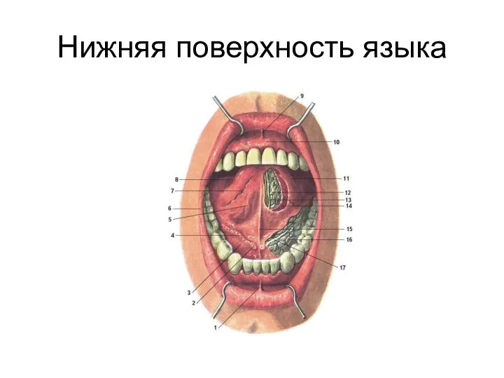 Нижняя поверхность языка