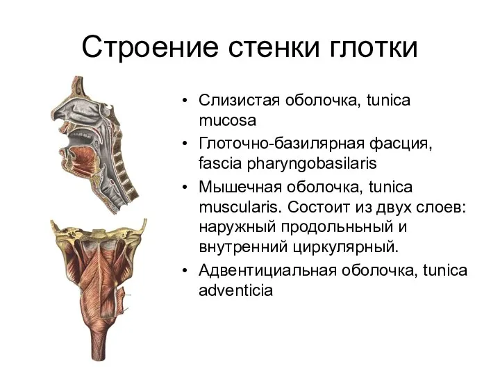 Строение стенки глотки Слизистая оболочка, tunica mucosa Глоточно-базилярная фасция, fascia pharyngobasilaris