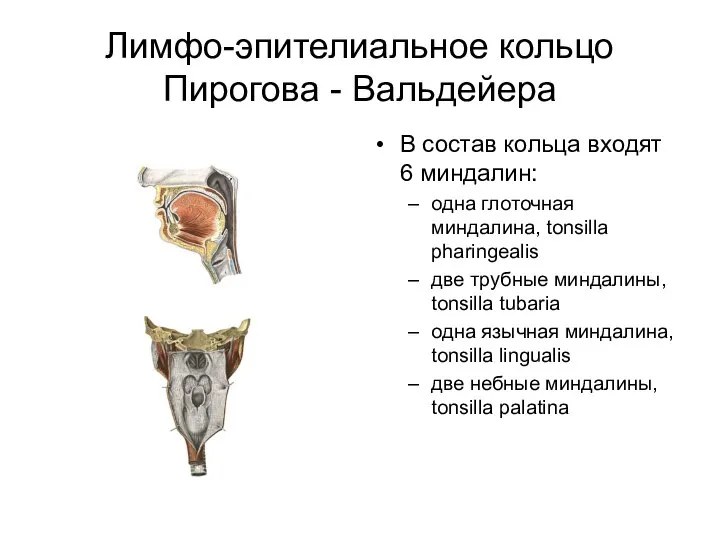 Лимфо-эпителиальное кольцо Пирогова - Вальдейера В состав кольца входят 6 миндалин: