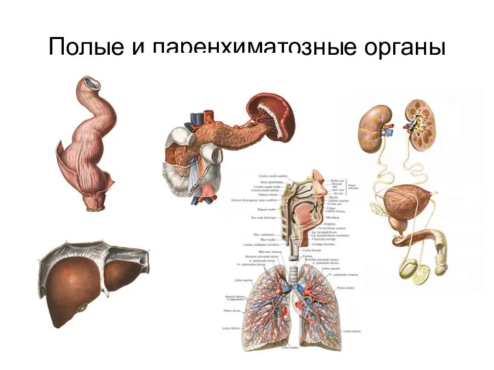 Полые и паренхиматозные органы