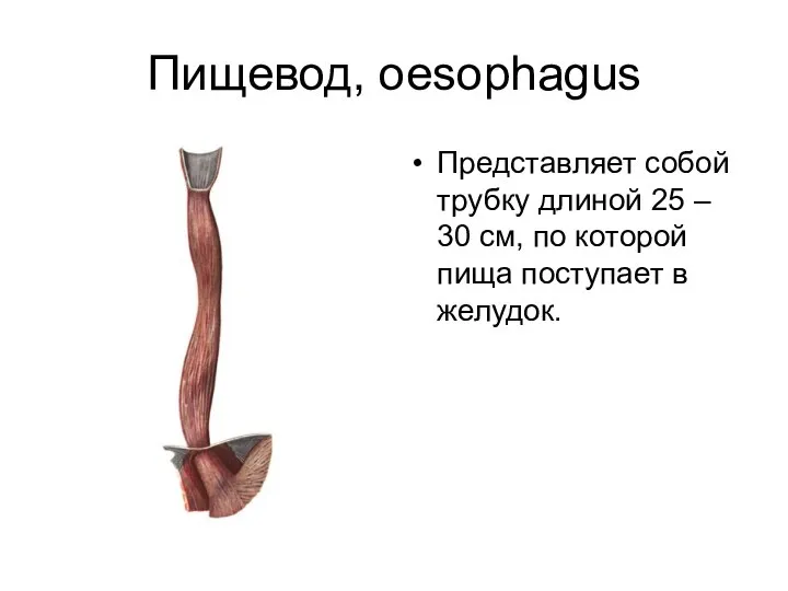 Пищевод, oesophagus Представляет собой трубку длиной 25 – 30 см, по которой пища поступает в желудок.