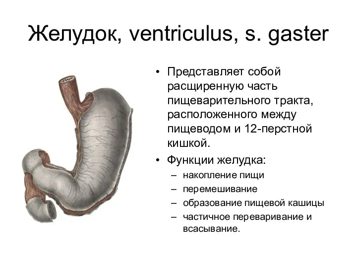 Желудок, ventriculus, s. gaster Представляет собой расщиренную часть пищеварительного тракта, расположенного