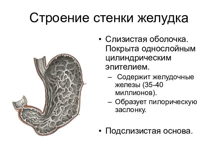 Строение стенки желудка Слизистая оболочка. Покрыта однослойным цилиндрическим эпителием. Содержит желудочные