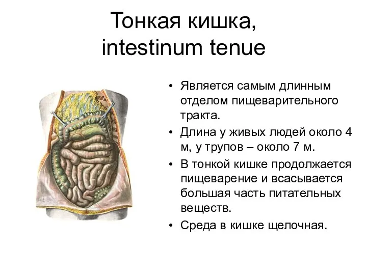 Тонкая кишка, intestinum tenue Является самым длинным отделом пищеварительного тракта. Длина