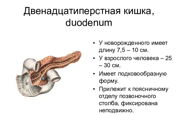 Двенадцатиперстная кишка, duodenum У новорожденного имеет длину 7,5 – 10 см.