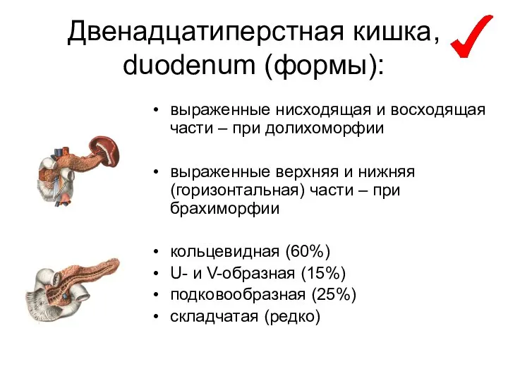 Двенадцатиперстная кишка, duodenum (формы): выраженные нисходящая и восходящая части – при