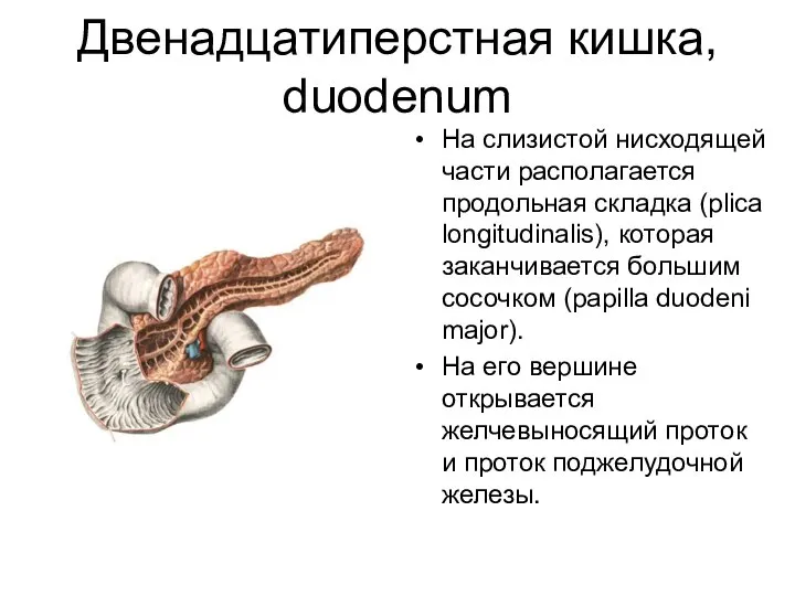 Двенадцатиперстная кишка, duodenum На слизистой нисходящей части располагается продольная складка (plica