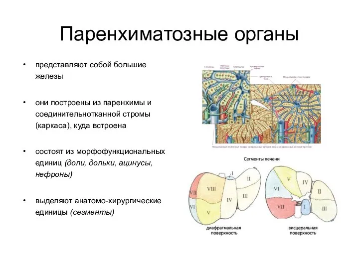 Паренхиматозные органы представляют собой большие железы они построены из паренхимы и