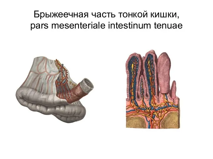 Брыжеечная часть тонкой кишки, pars mesenteriale intestinum tenuae