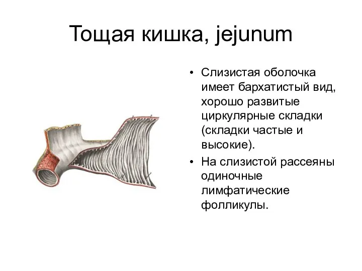 Тощая кишка, jejunum Слизистая оболочка имеет бархатистый вид, хорошо развитые циркулярные