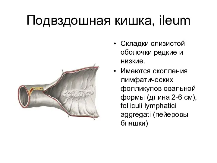 Подвздошная кишка, ileum Складки слизистой оболочки редкие и низкие. Имеются скопления