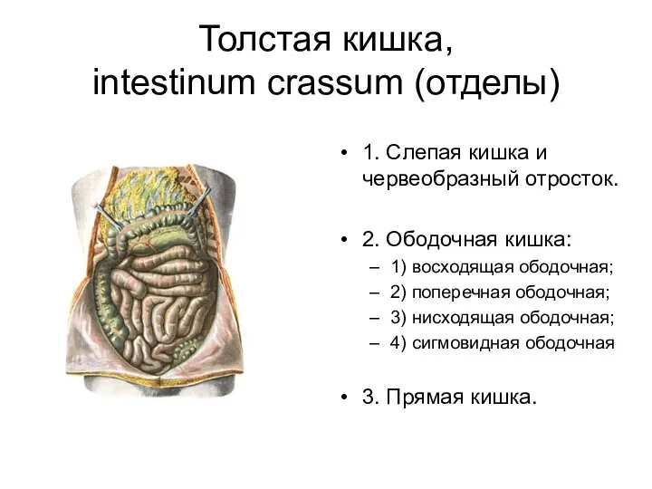 Толстая кишка, intestinum crassum (отделы) 1. Слепая кишка и червеобразный отросток.