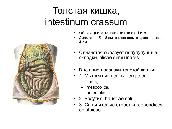 Толстая кишка, intestinum crassum Общая длина толстой кишки ок. 1,6 м.