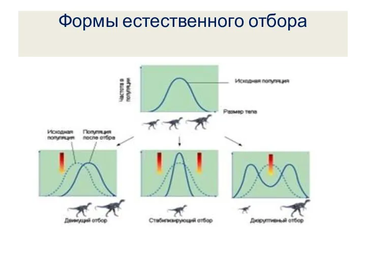 Формы естественного отбора