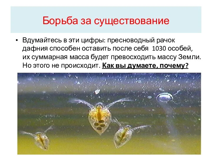 Борьба за существование Вдумайтесь в эти цифры: пресноводный рачок дафния способен