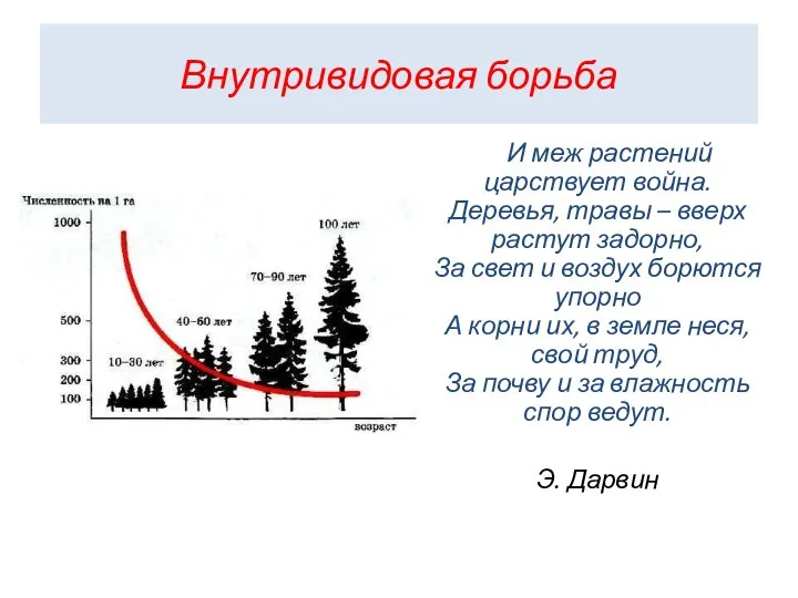 Внутривидовая борьба И меж растений царствует война. Деревья, травы – вверх