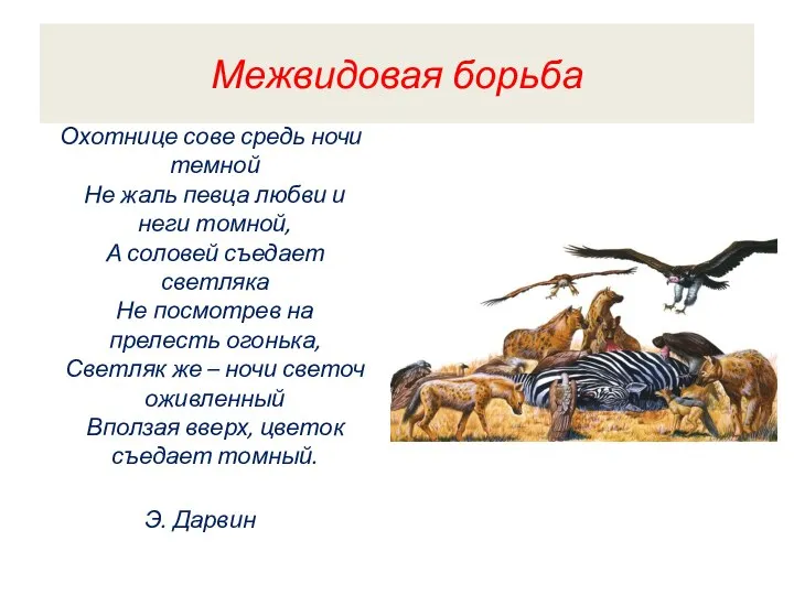 Межвидовая борьба Охотнице сове средь ночи темной Не жаль певца любви